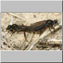 Bibio sp - Haarmuecke 01 Paarung.jpg